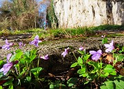 10 Viola odorata-Viola mammola